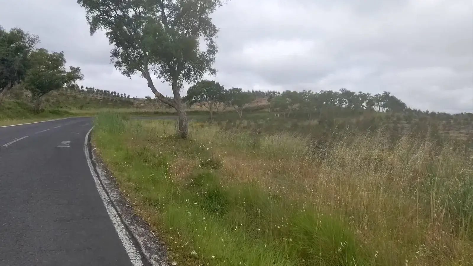 A narrow country road curving past a lone tree