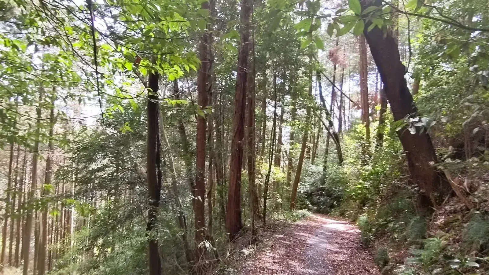 A narrow trail winding through dense woodland