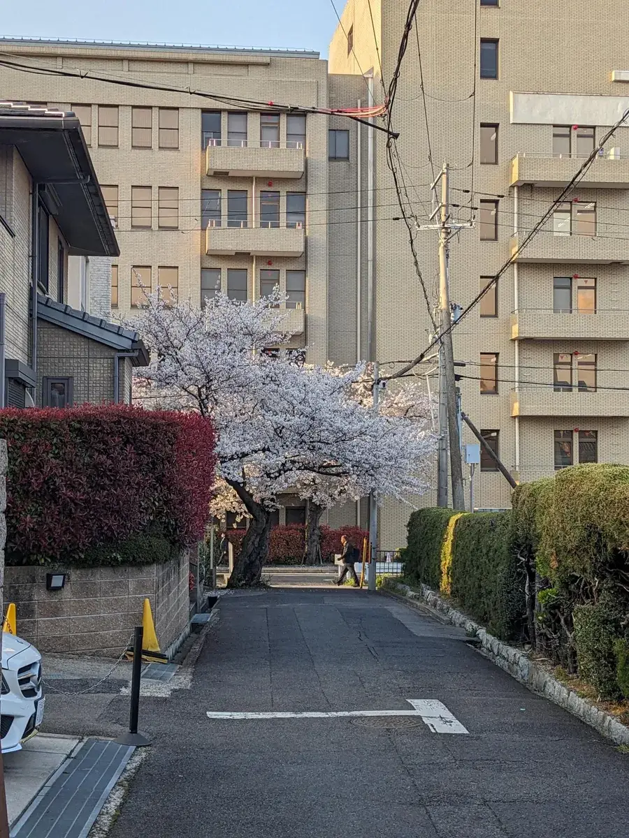 Cherry blossom trees flowering beside an apartment building