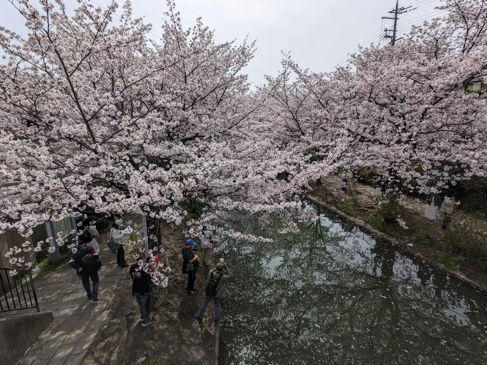 Cherry blossom trees arching over a busy canal path