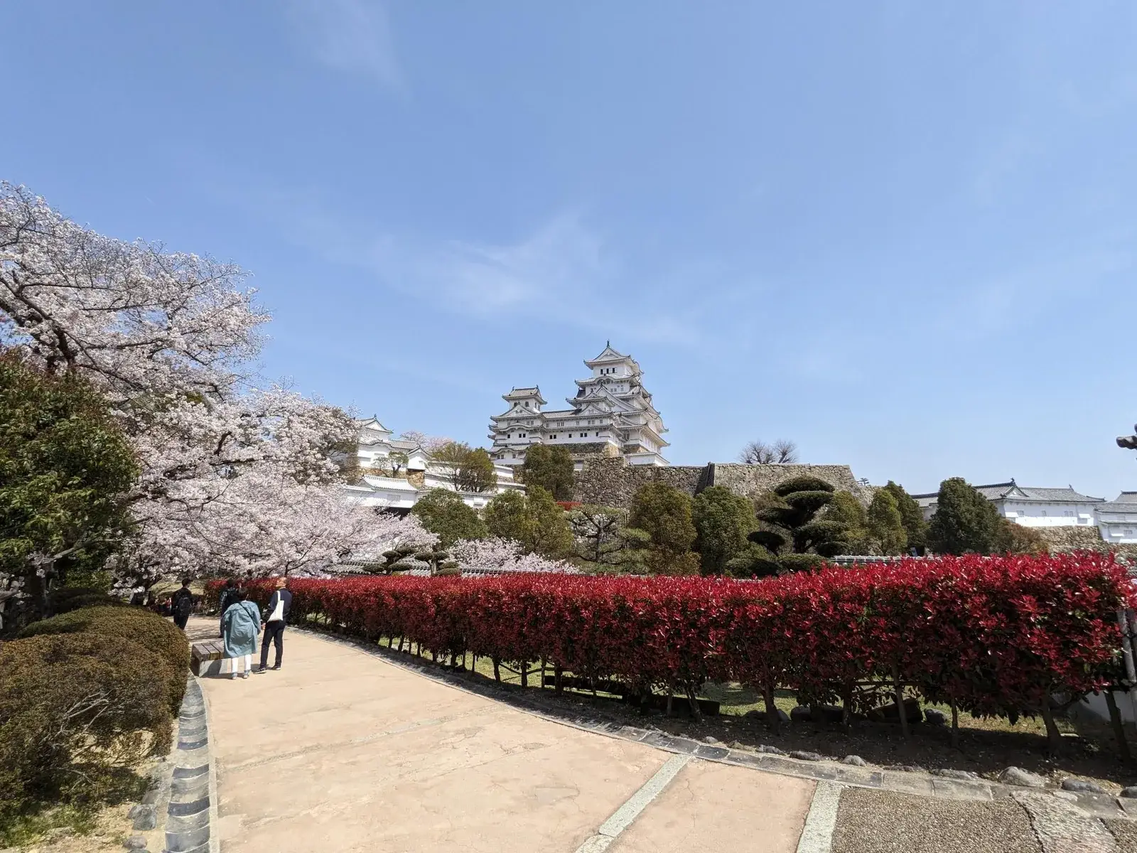 Himeji Castle framed by cherry blossom and red hedges