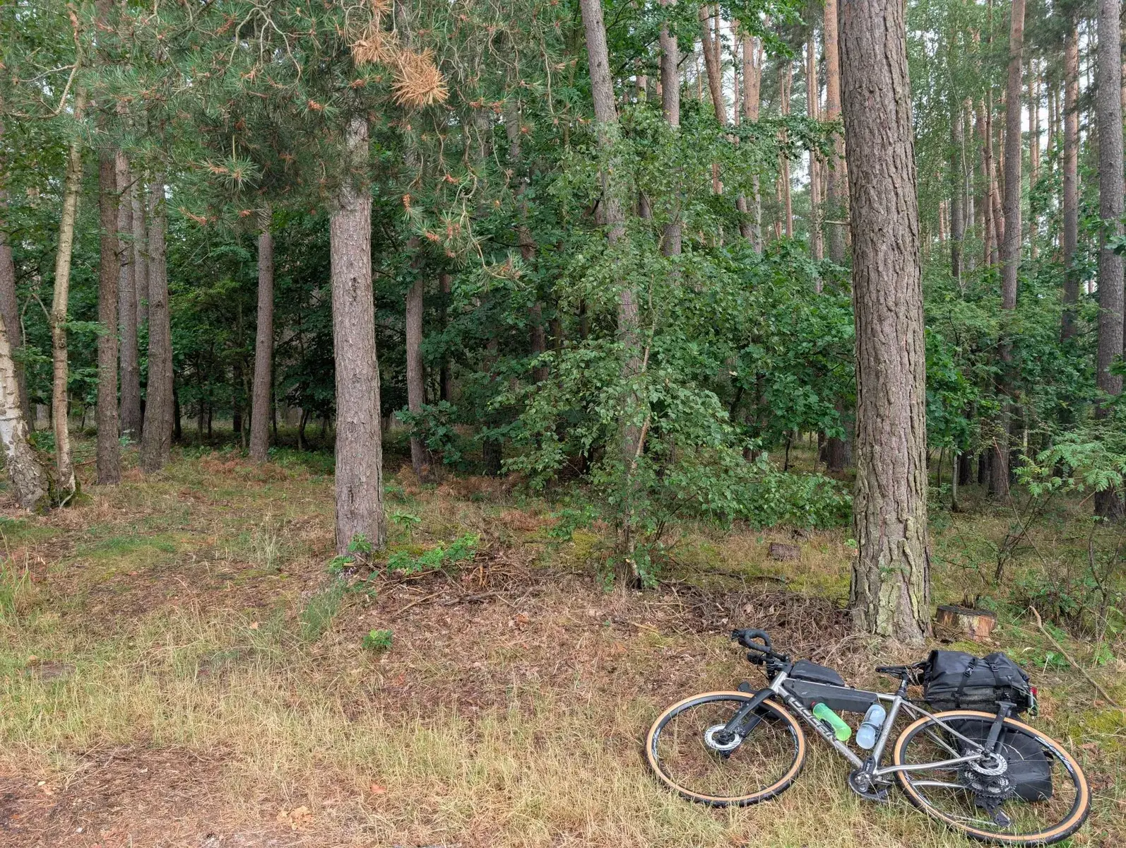 A touring bicycle resting among tall pine trees