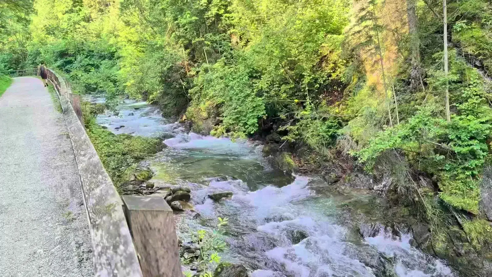 A fast stream running through dense green woodland