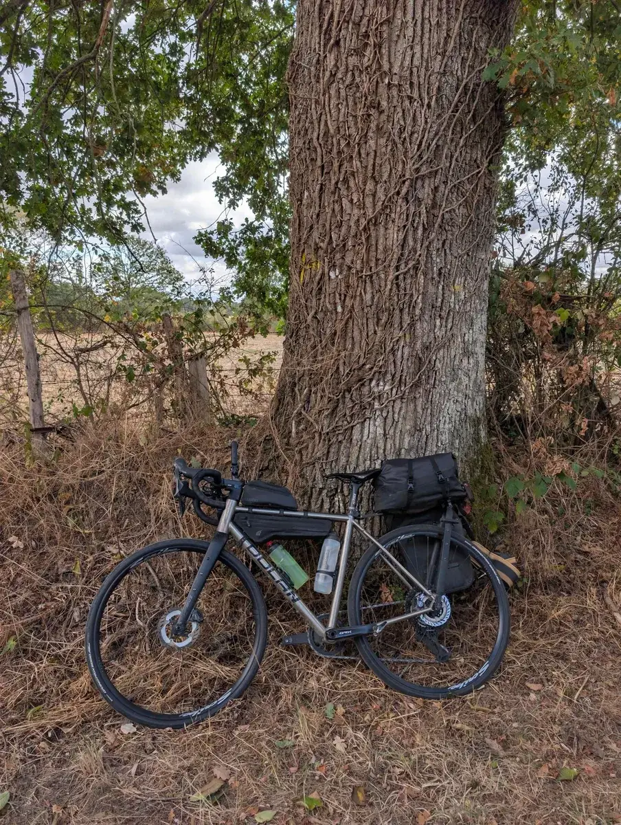 A touring bicycle leaning against a broad tree trunk