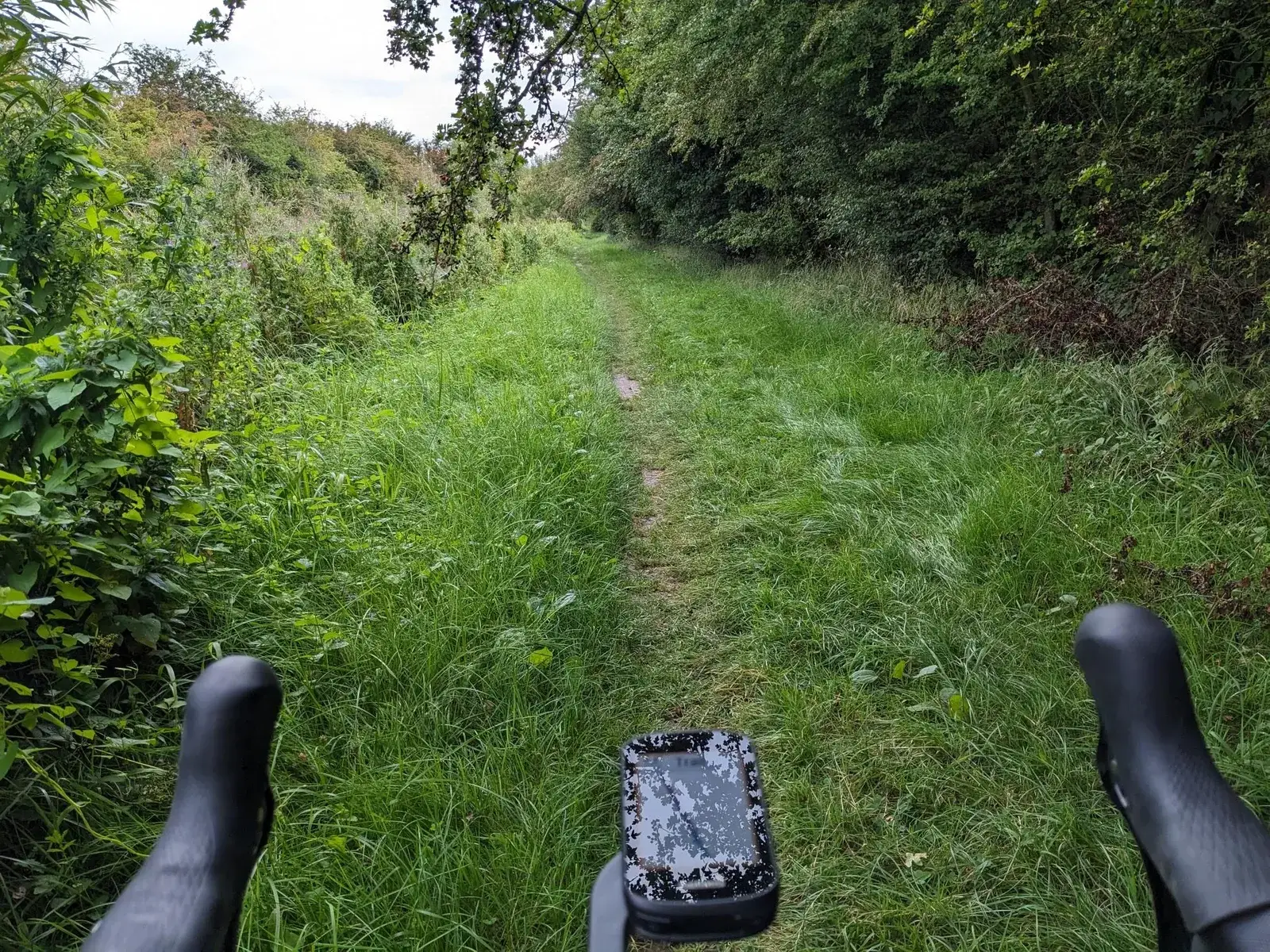 An overgrown single-track path viewed over bicycle handlebars