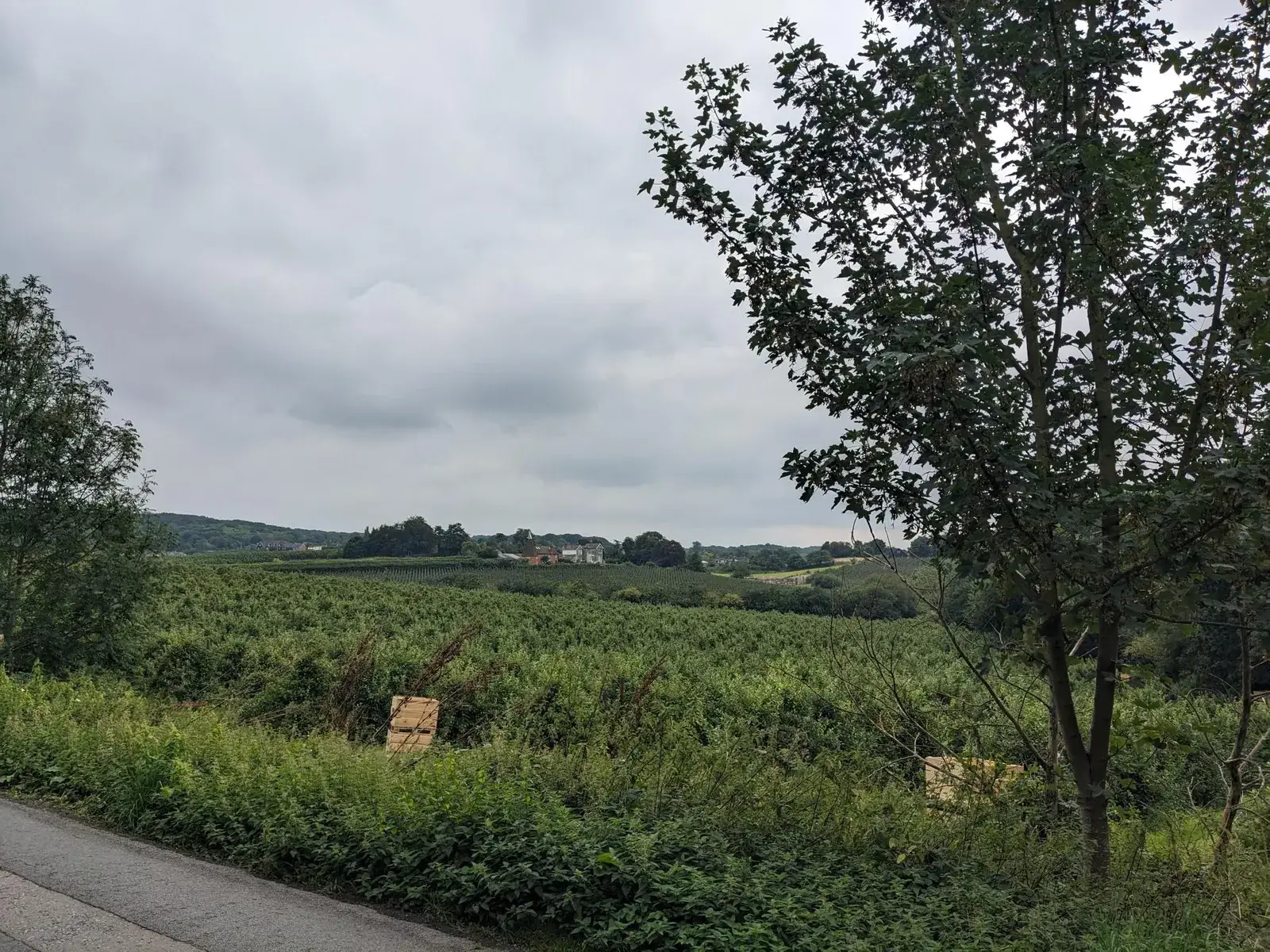 Rolling green countryside beneath low grey cloud