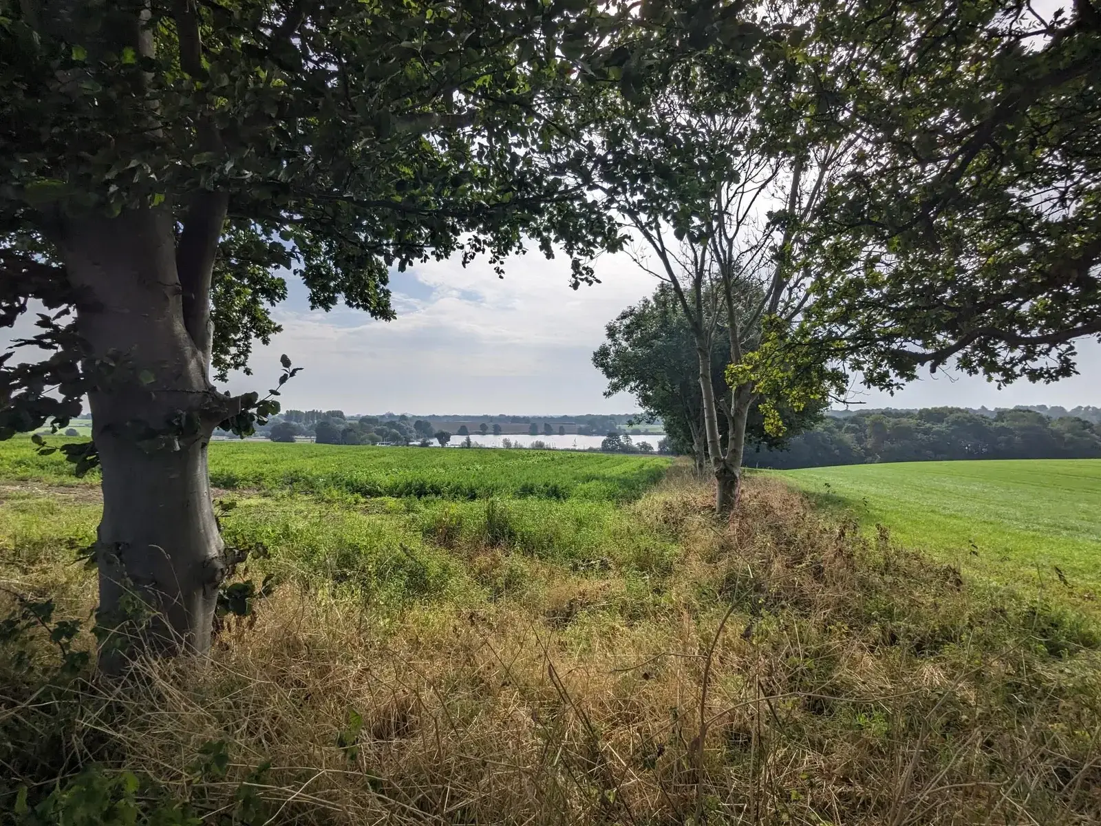 Green fields and water seen through roadside trees