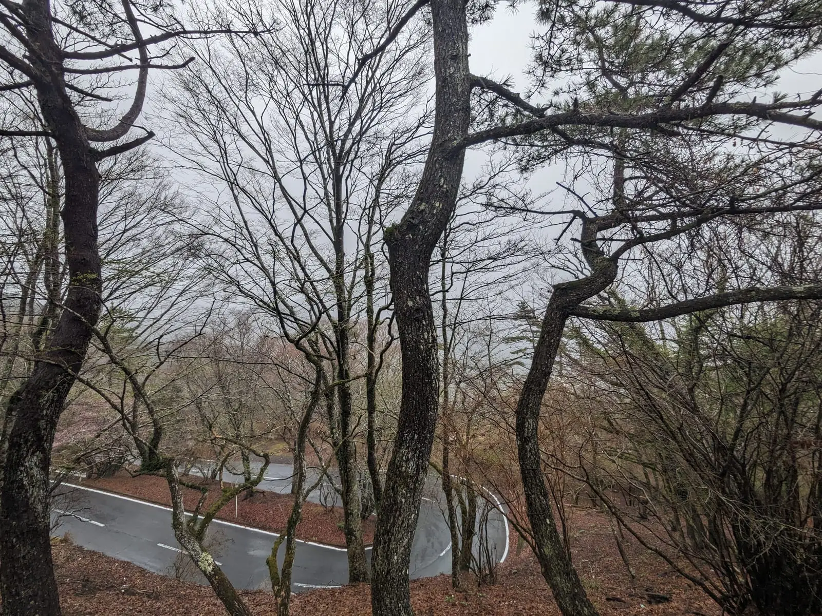 Bare trees along the roadside on a foggy hairpin climb