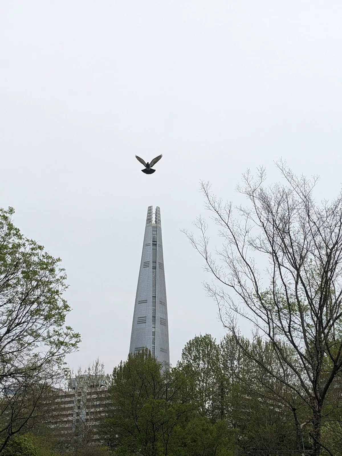 A bird flying past the tall, tapering spire of a Seoul skyscraper
