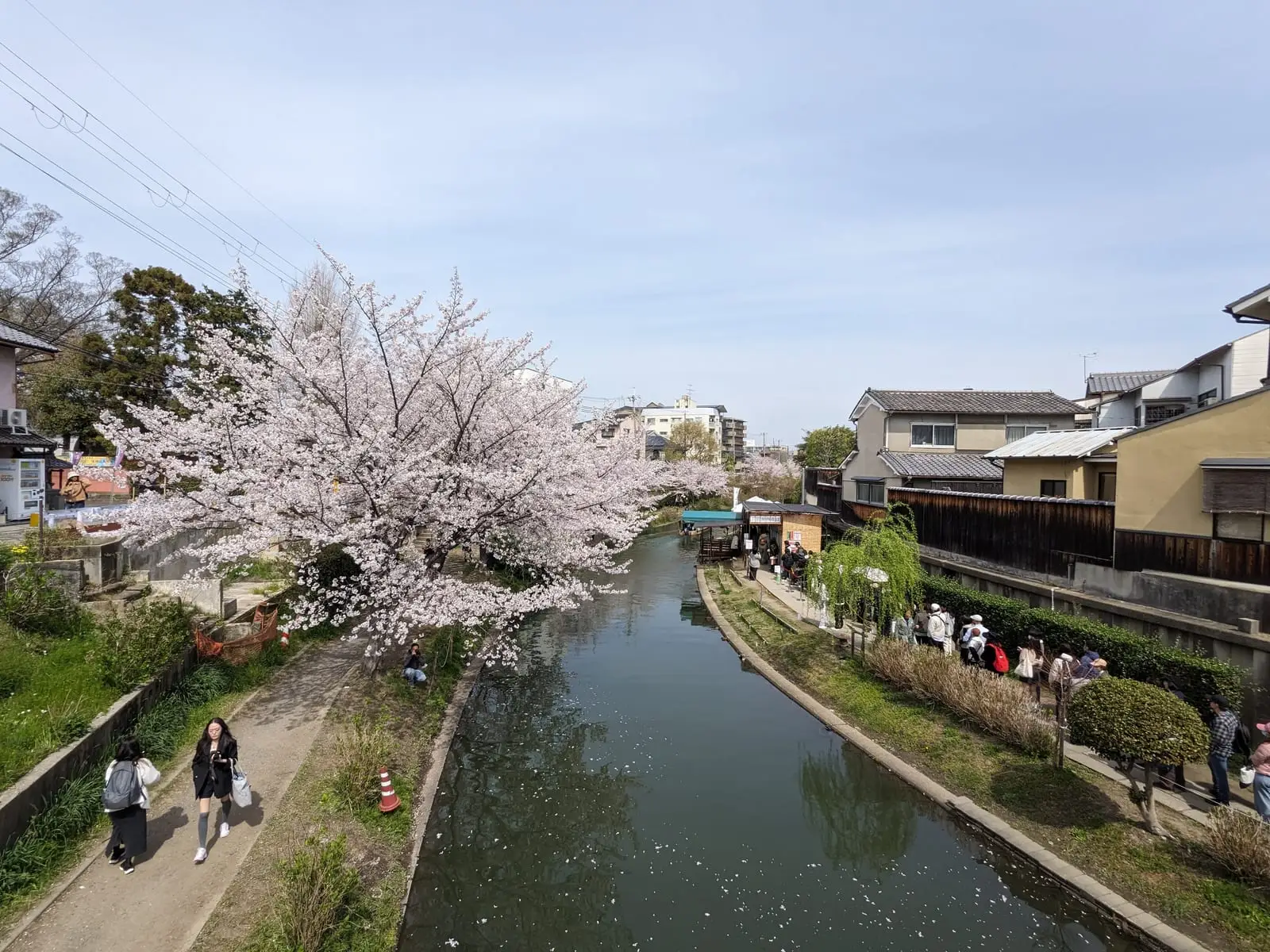 A canal path lined with blossoming cherry trees, with two people walking along it