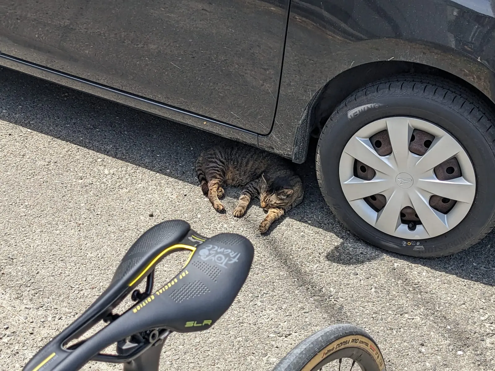 A cat curled up asleep on gravel beside a car’s wheel and a bike’s saddle and pedal