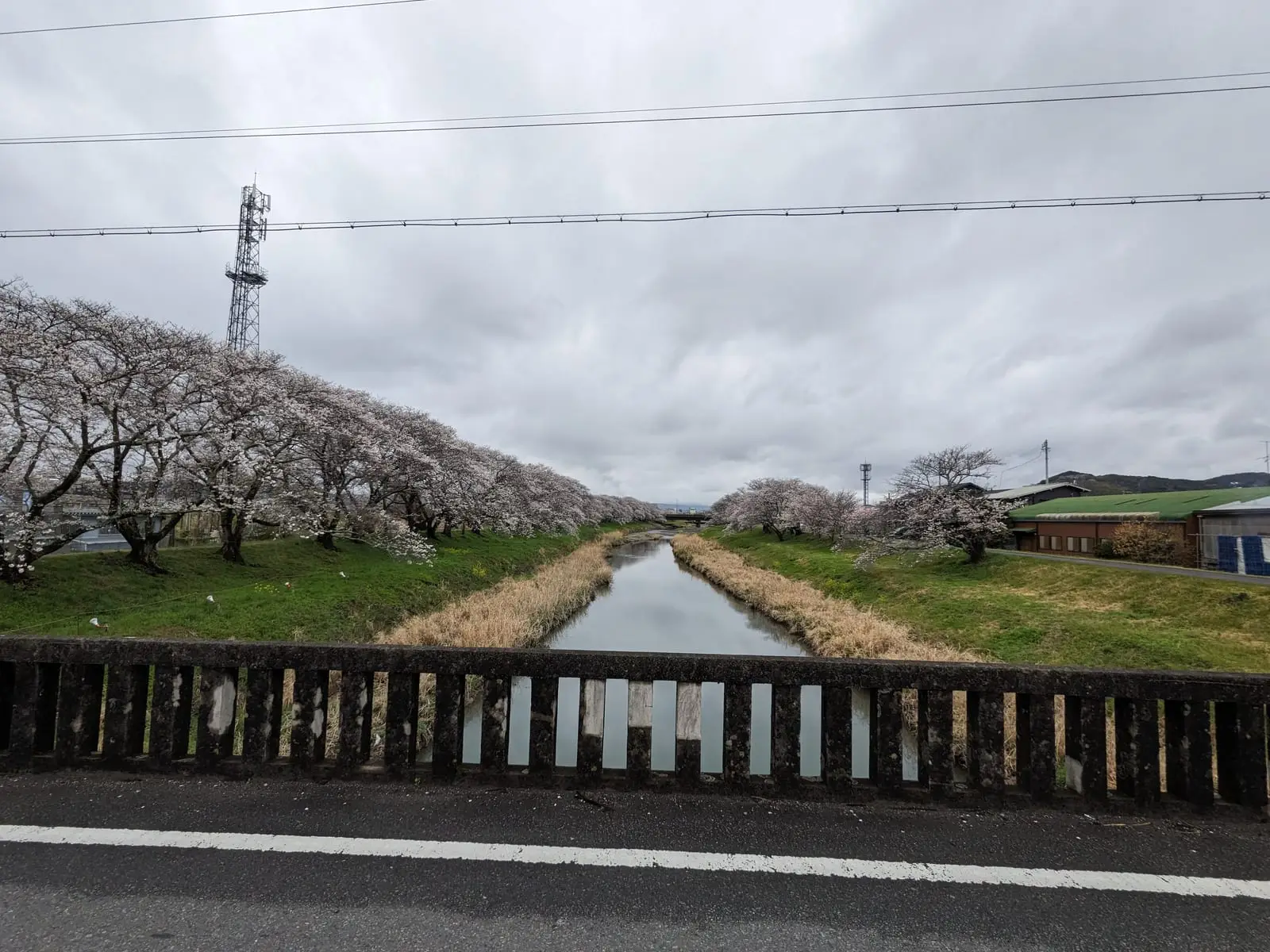 Cherry blossom trees in bloom along a straight canal, seen from a cycle path with a metal railing
