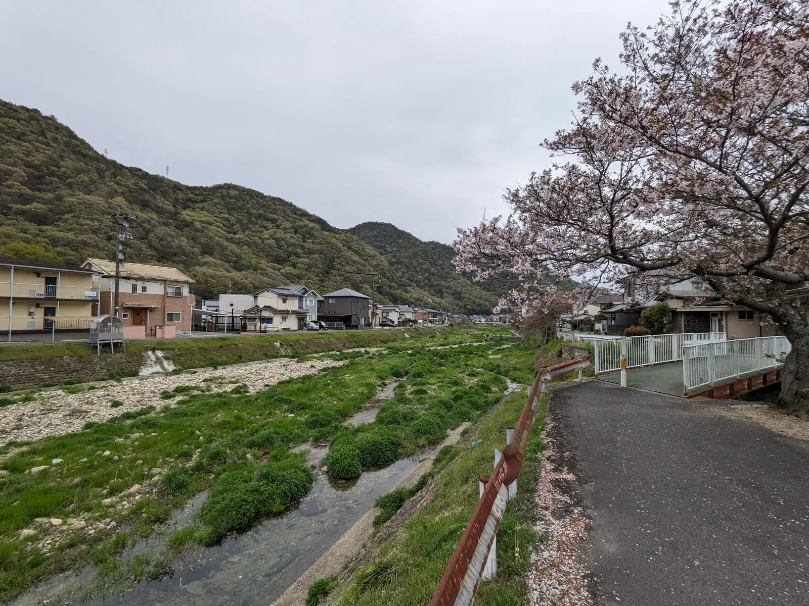 Cherry blossom trees along a paved riverside path, with houses in the background under an overcast sky