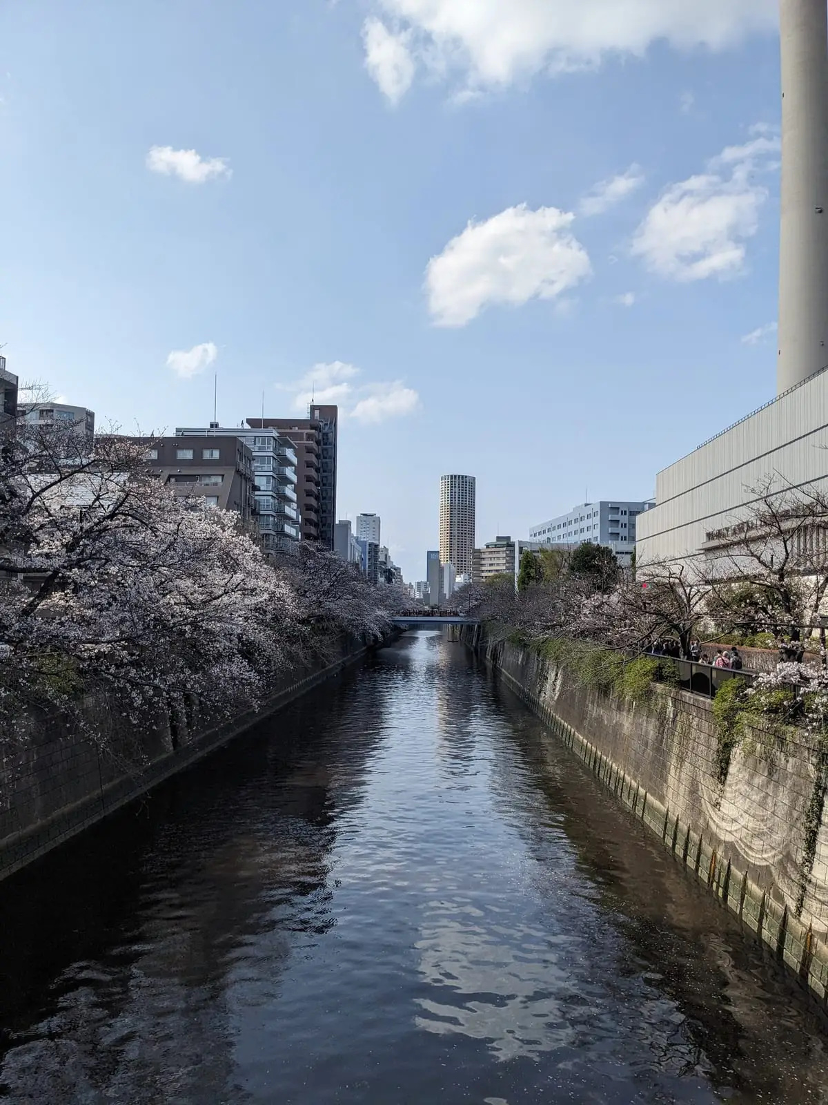 Cherry blossom trees in full bloom along a Tokyo canal, with the city skyline behind