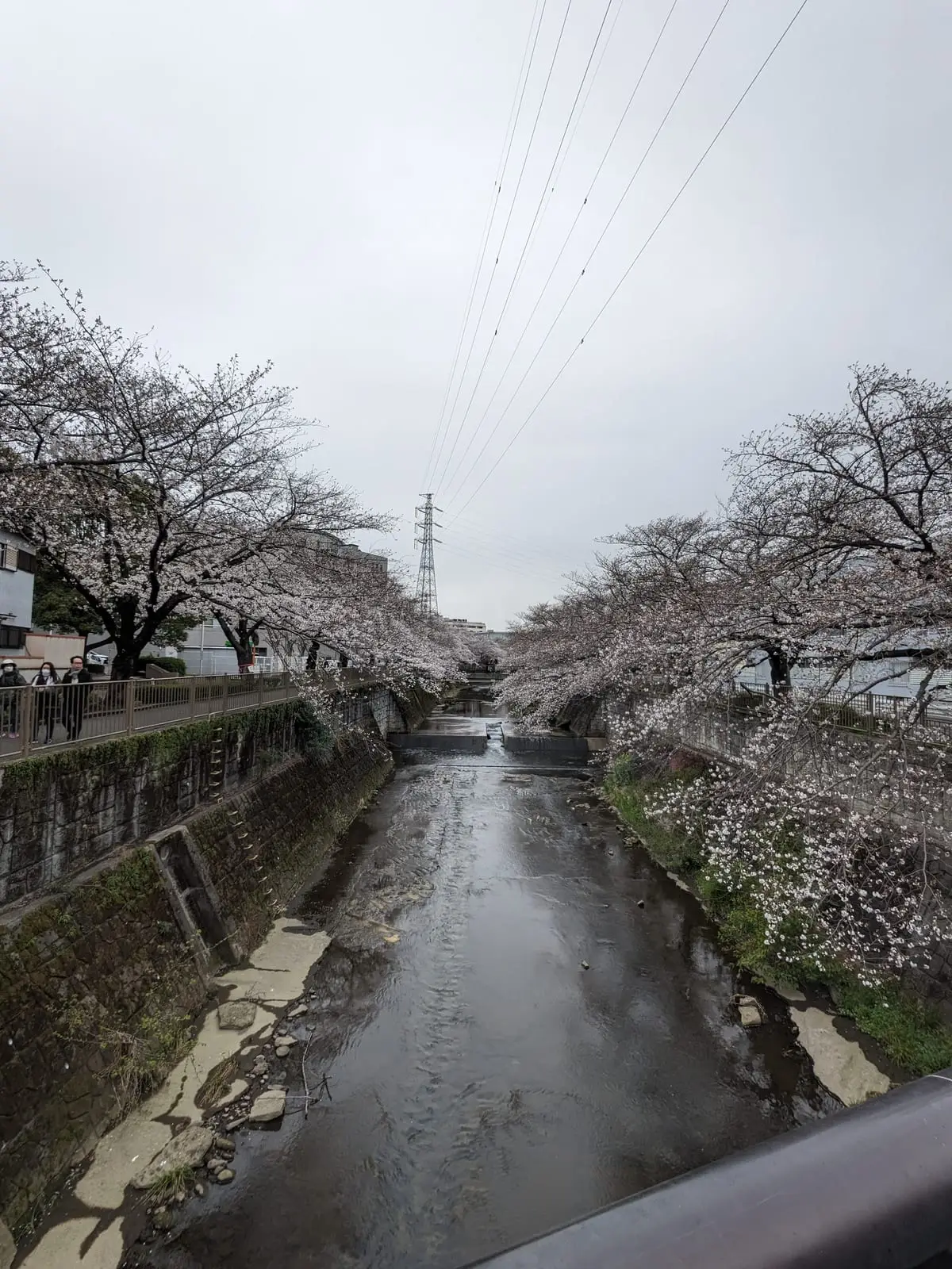 Cherry blossom trees in bloom lining both banks of a river path, with a few people walking below