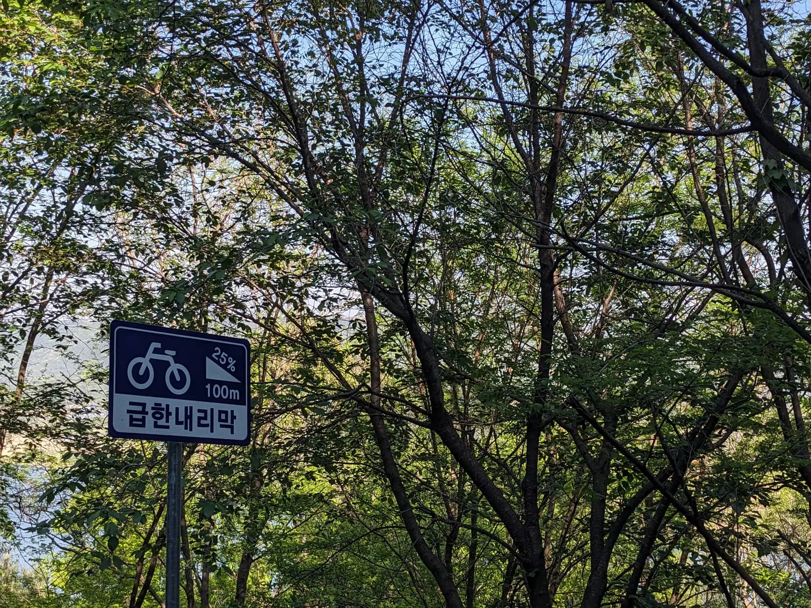 A cycle-route sign and a Korean steep-descent warning sign among trees at the top of a climb