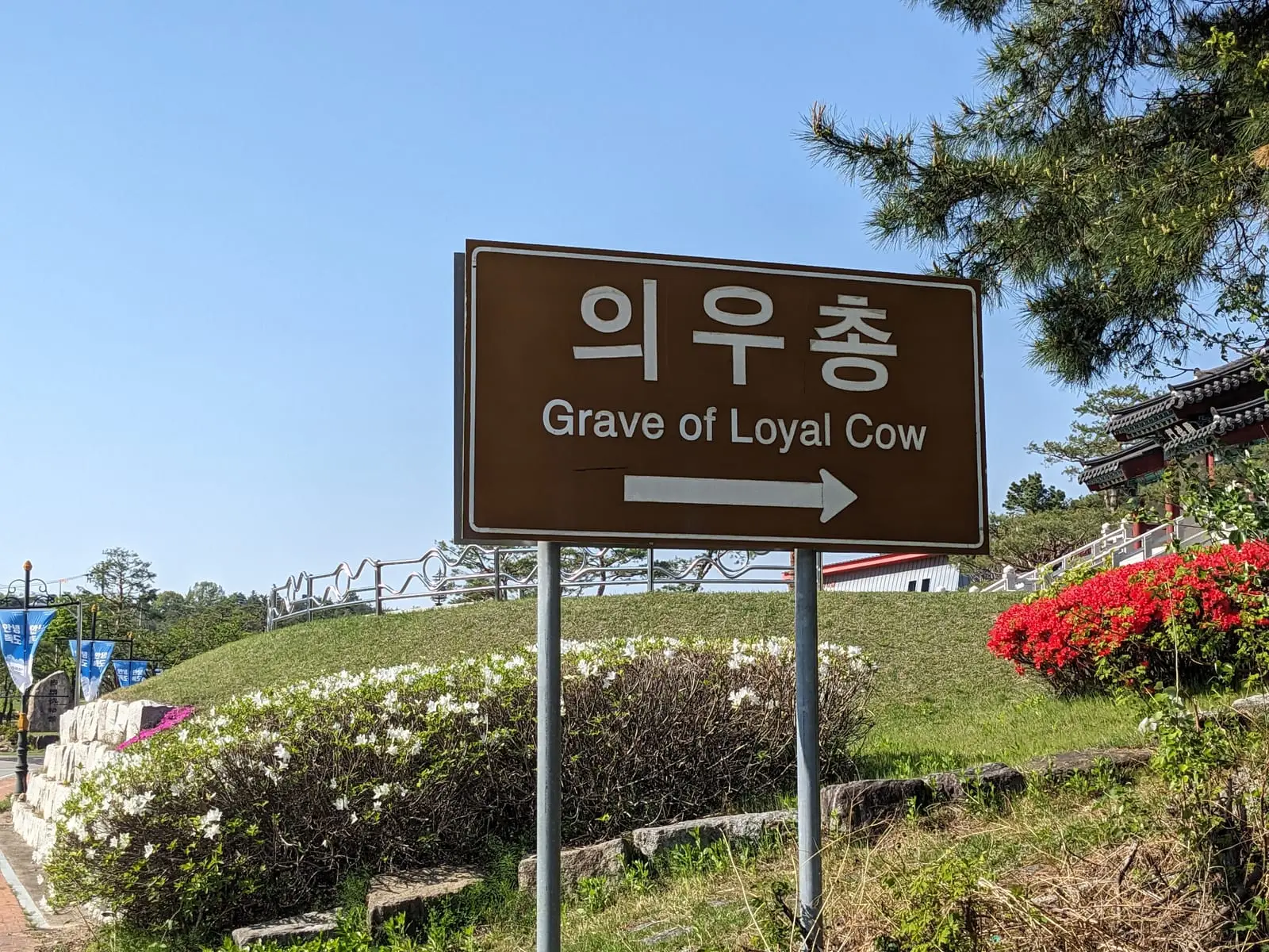 A brown signpost reading ‘Grave of Loyal Cow’ with a direction arrow, beside flowering shrubs