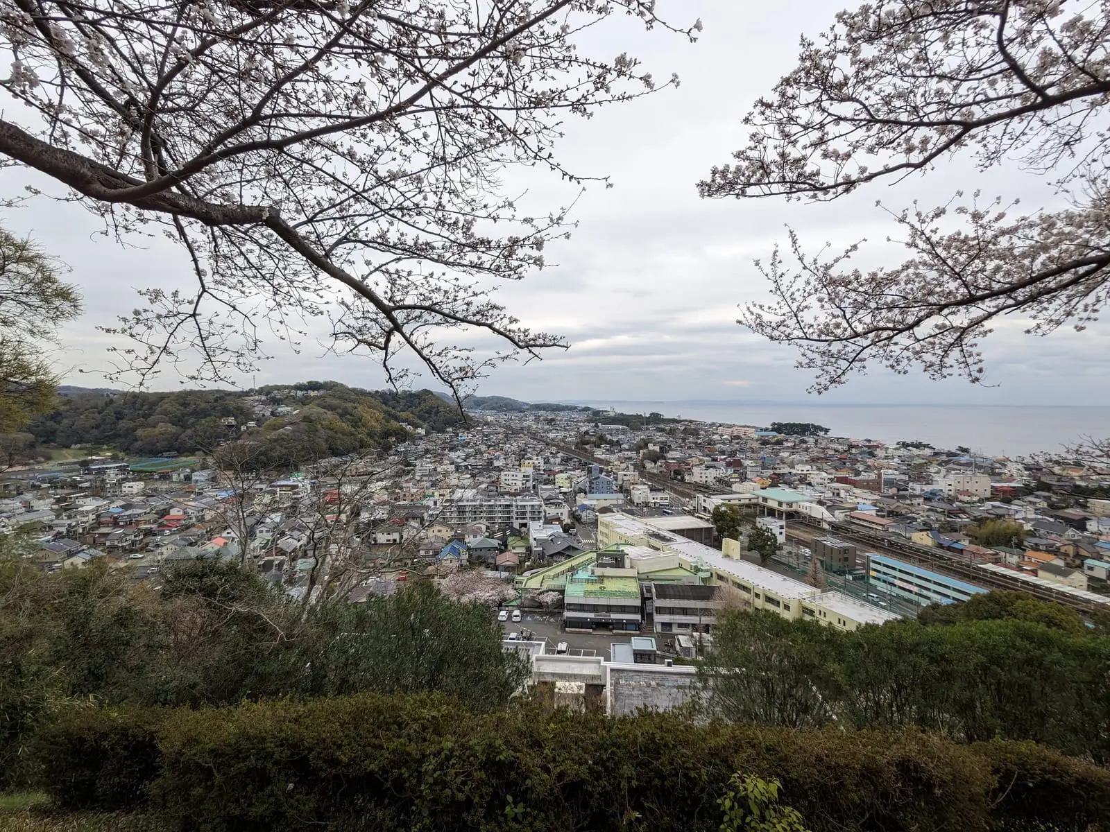A view over a Japanese hillside town and coastline from a cherry-blossom-framed viewpoint