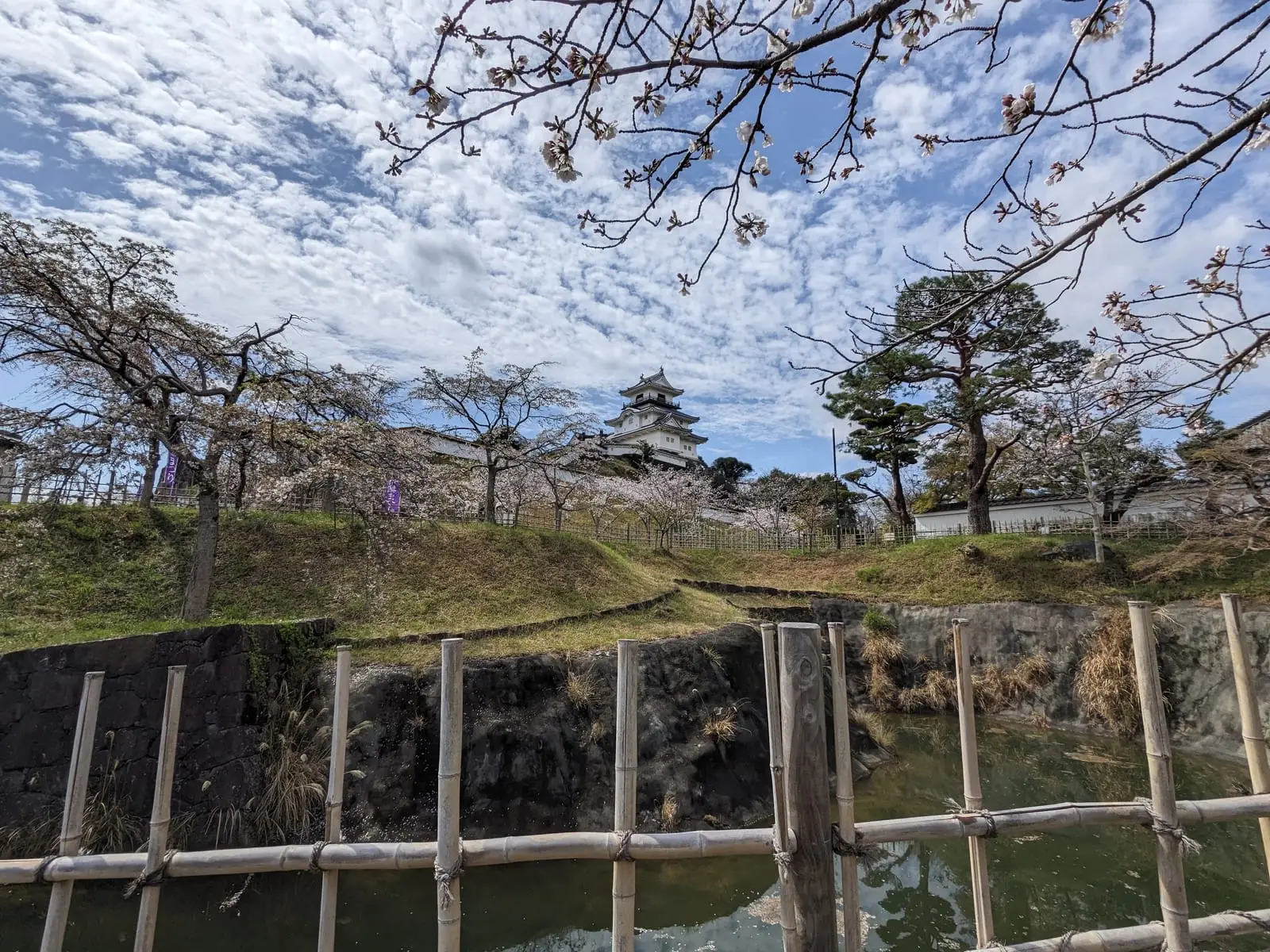 A white Japanese castle keep seen across a park lined with cherry blossom trees, with visitors walking below