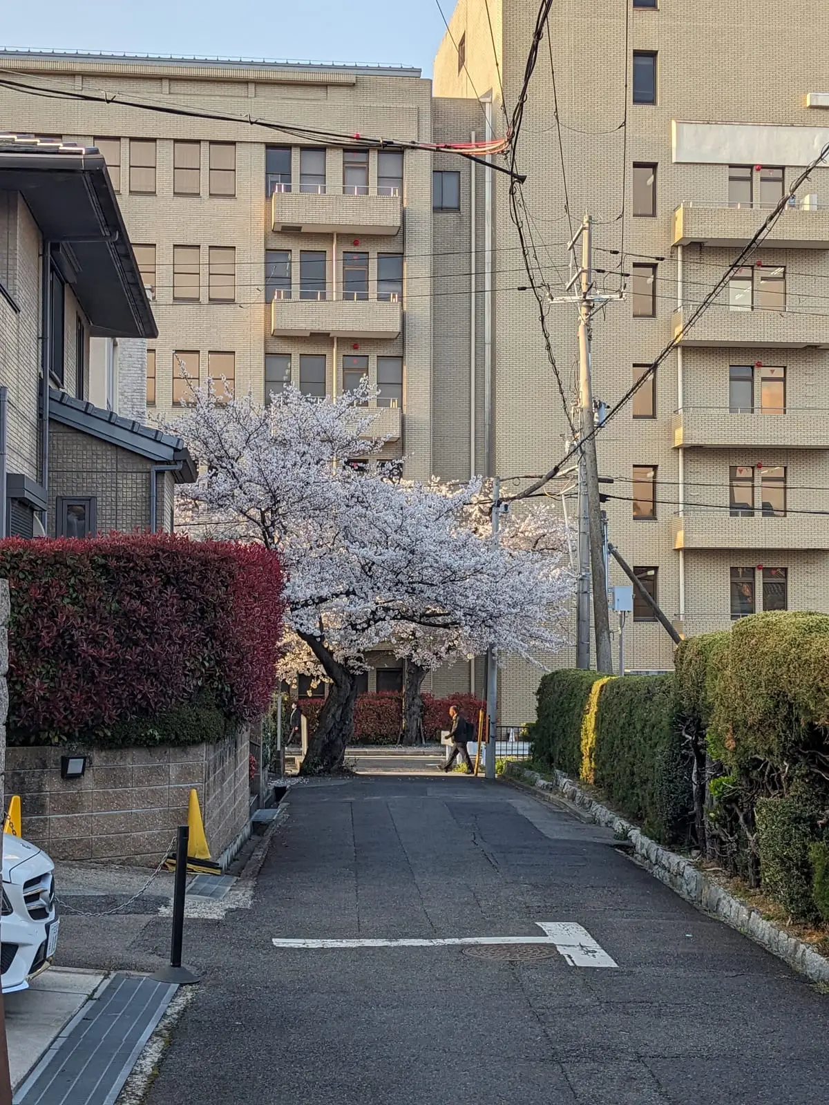 A man in a suit walking along a street beneath cherry blossom trees overhanging a stone wall