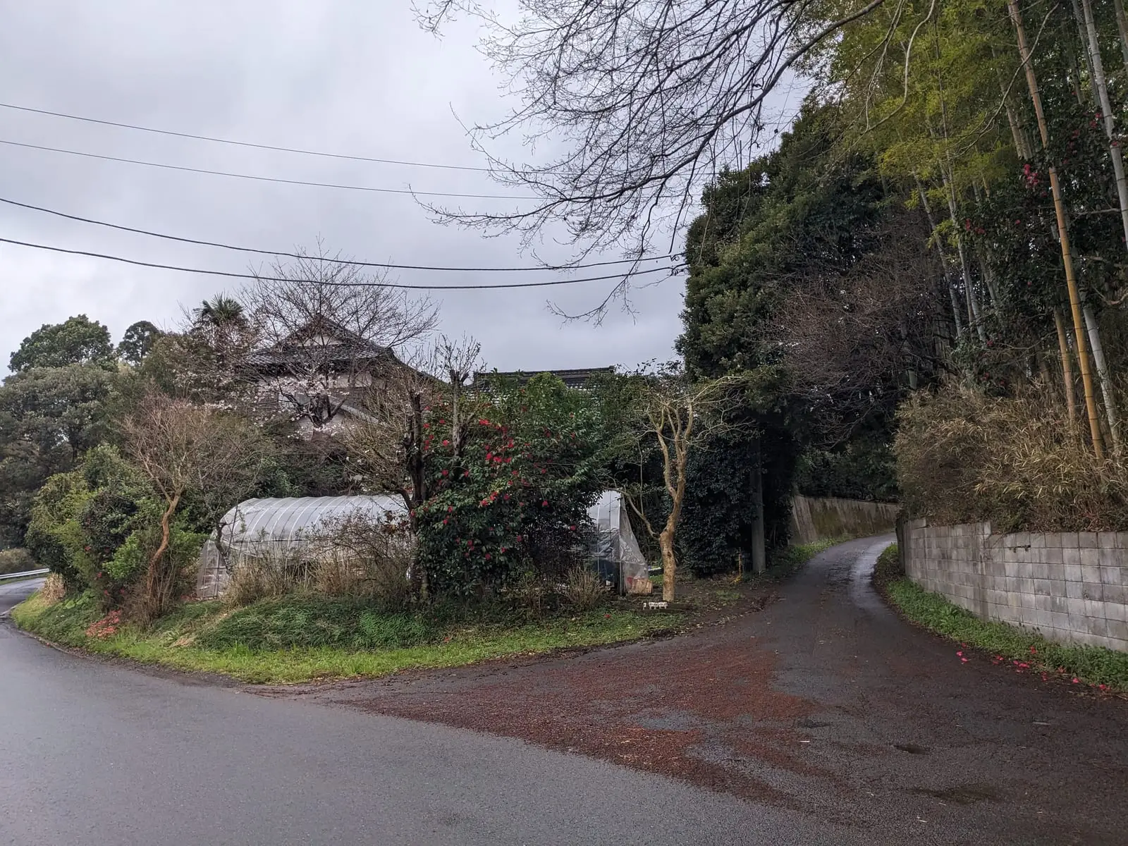 A quiet paved lane curving between hedgerows and small fields on the edge of Tokyo