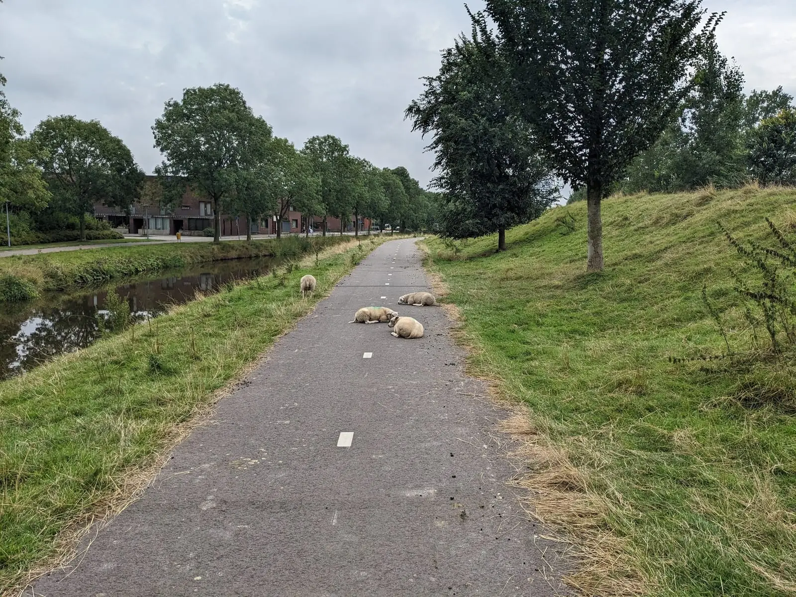 Sheep lying across a paved Dutch cycle path beside a canal