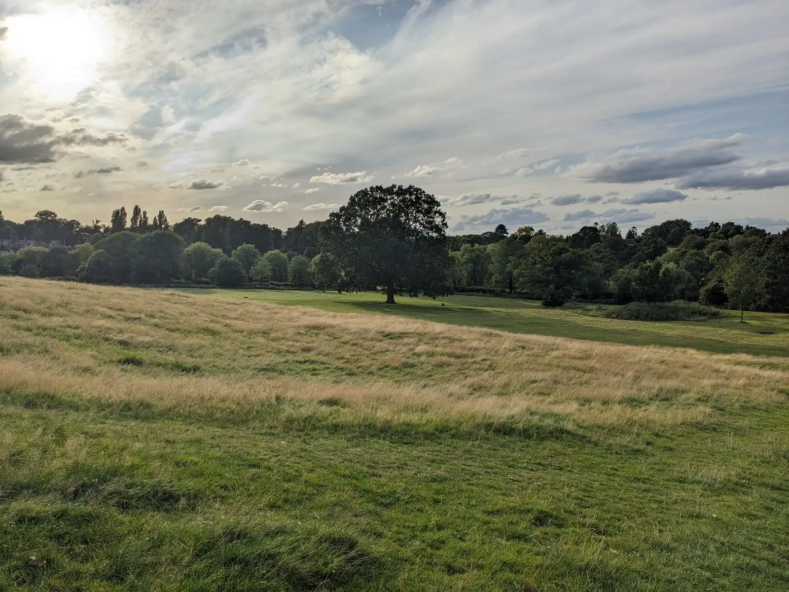 Rolling parkland with dry grass and a large oak tree under a bright evening sky