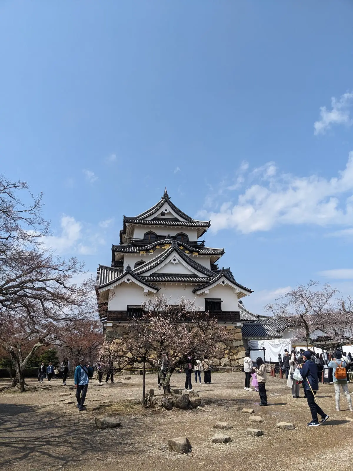 A white castle keep on a hillside, framed by cherry blossom trees under a blue sky