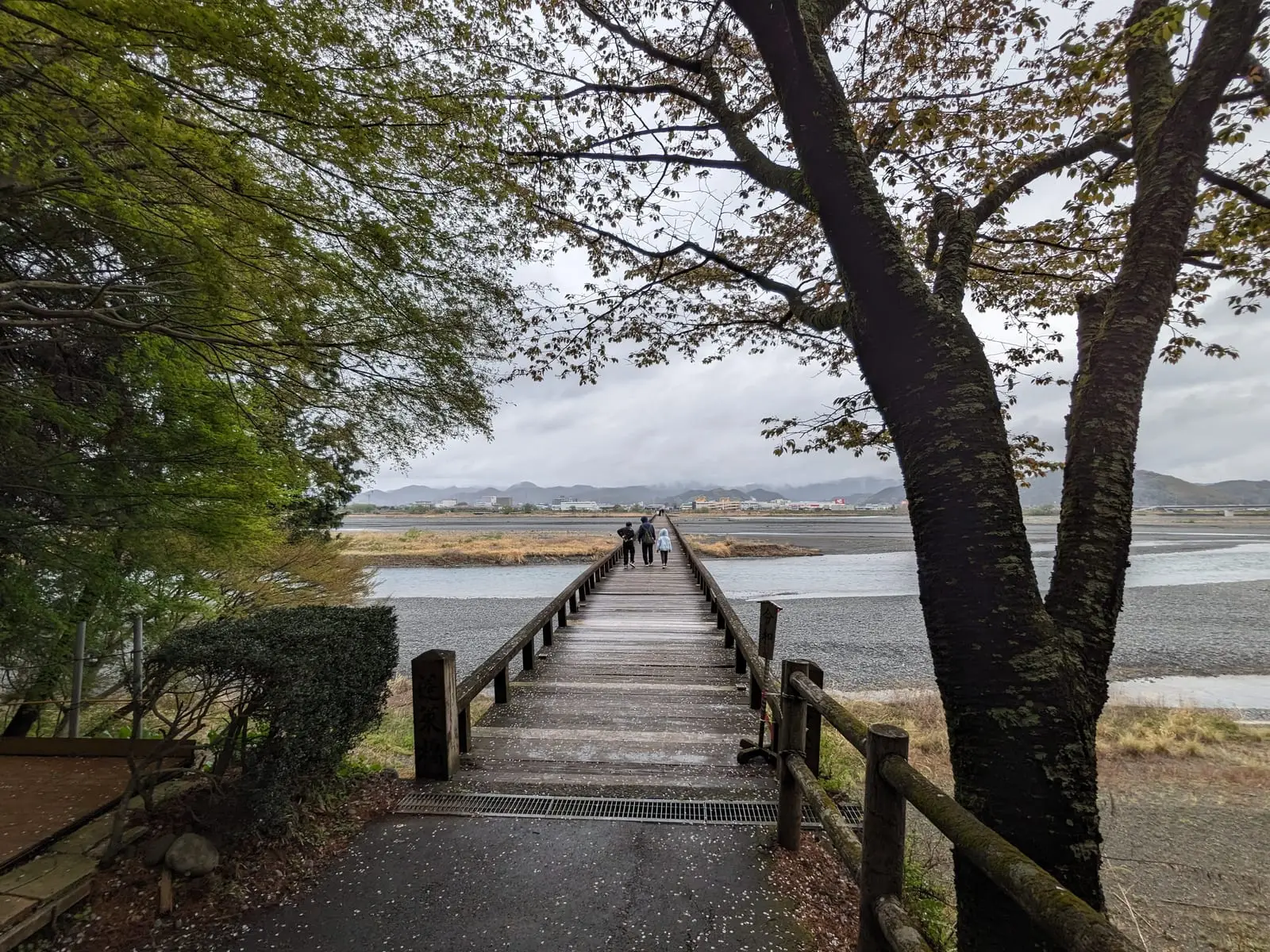 A long wooden pedestrian bridge over tidal flats, framed by a blossoming cherry tree branch in the foreground, with two people walking along it